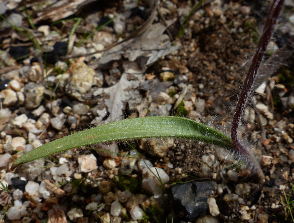 Caladenia pilotensis (hero image)