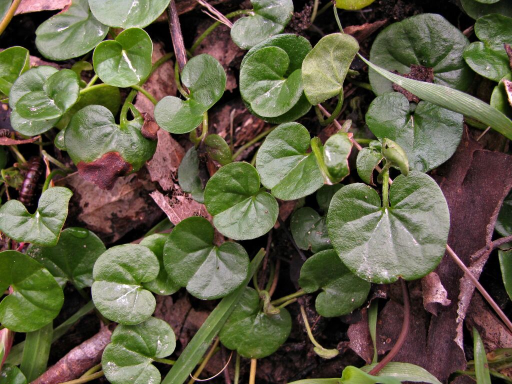 Dichondra repens (hero image)