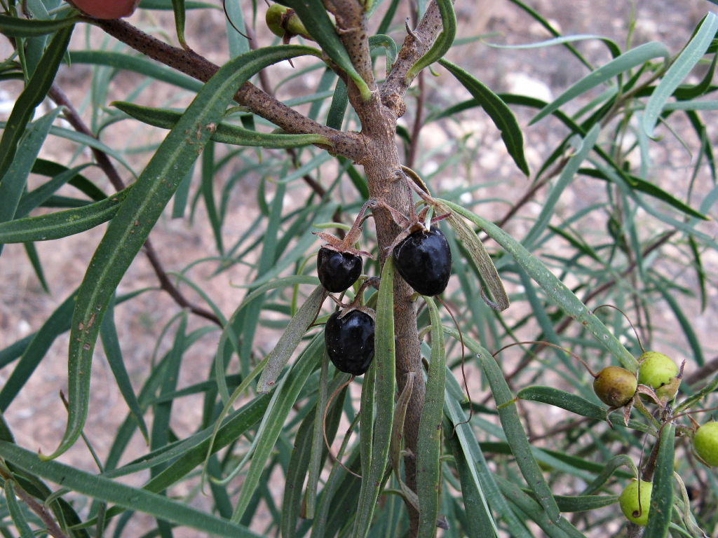 Eremophila longifolia (hero image)