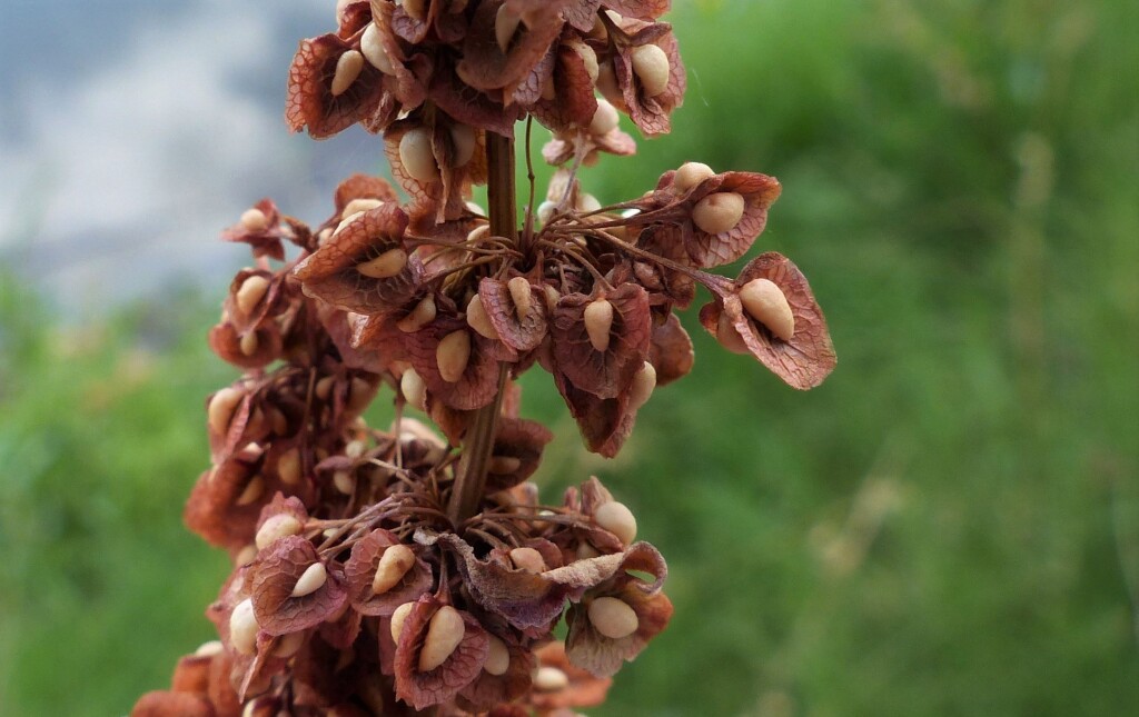 Rumex crispus (hero image)