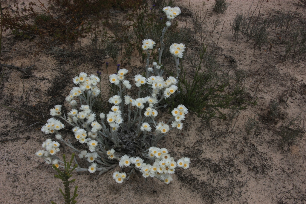 Argentipallium blandowskianum (hero image)