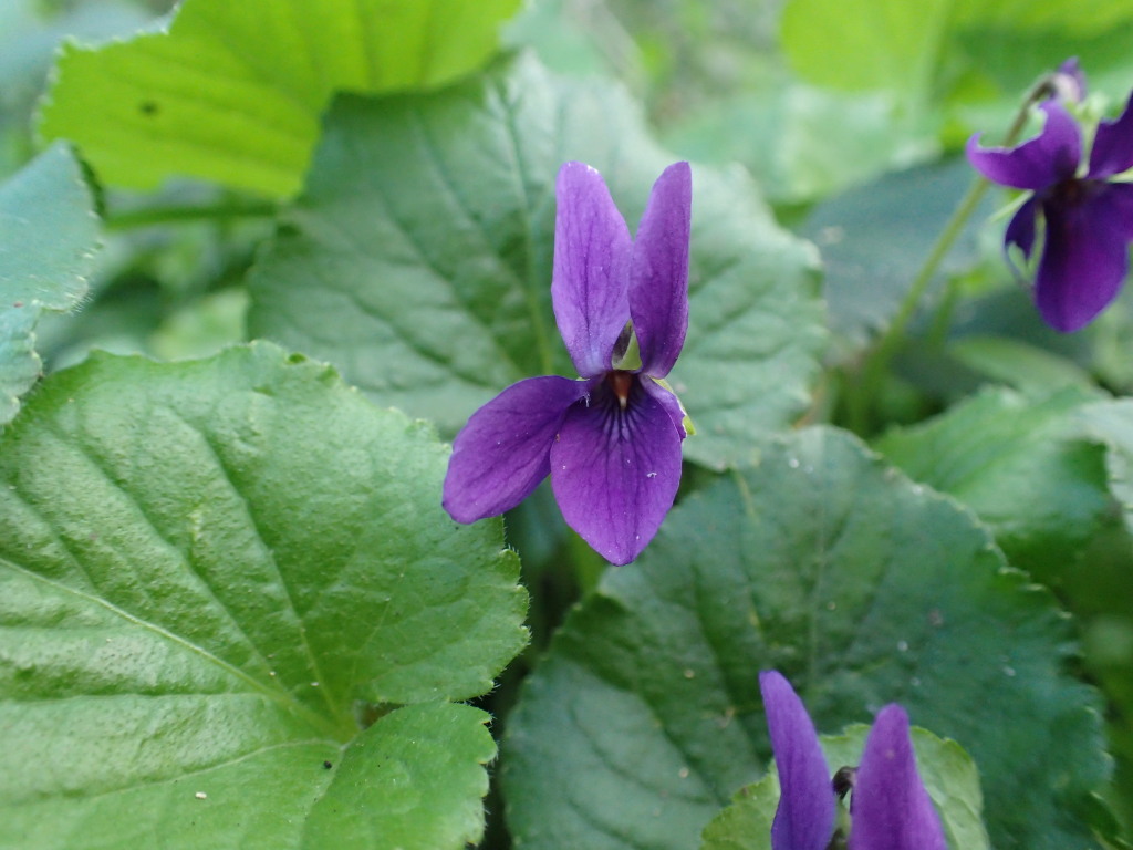 Viola odorata (hero image)