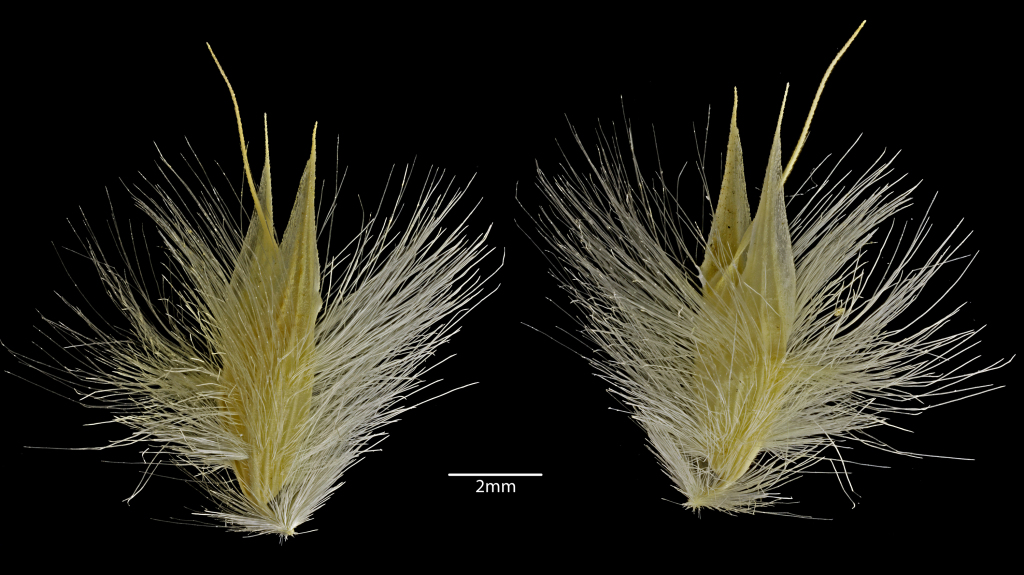 Rytidosperma richardsonii (hero image)