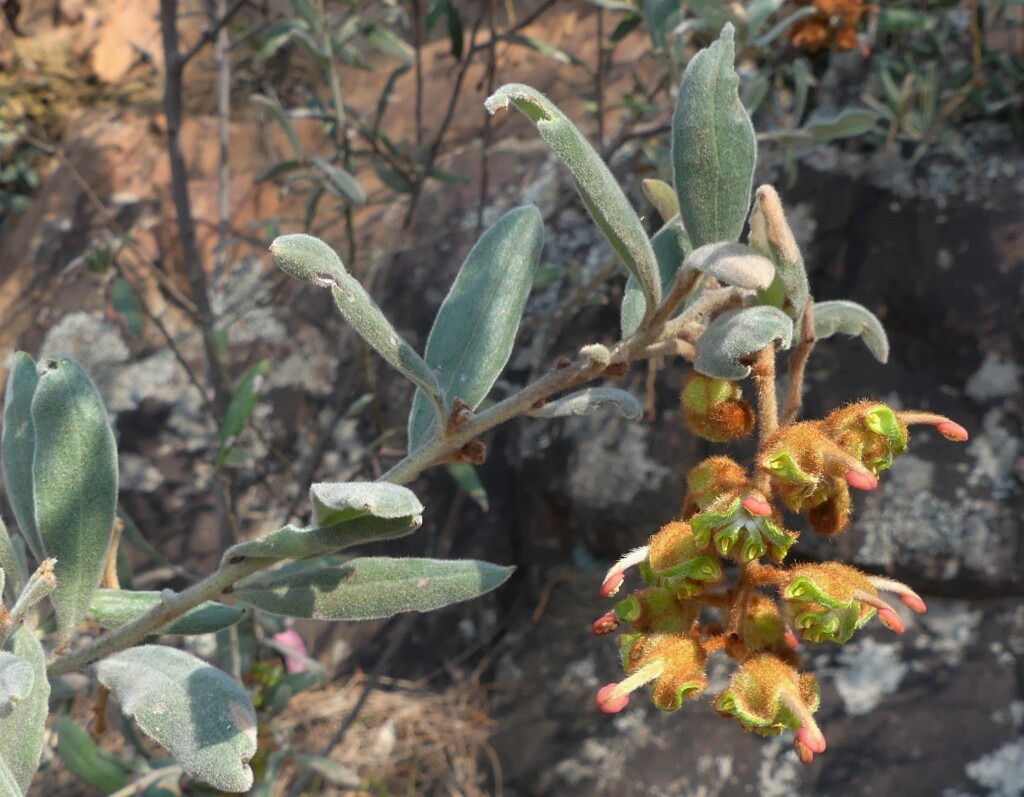 Grevillea floribunda (hero image)