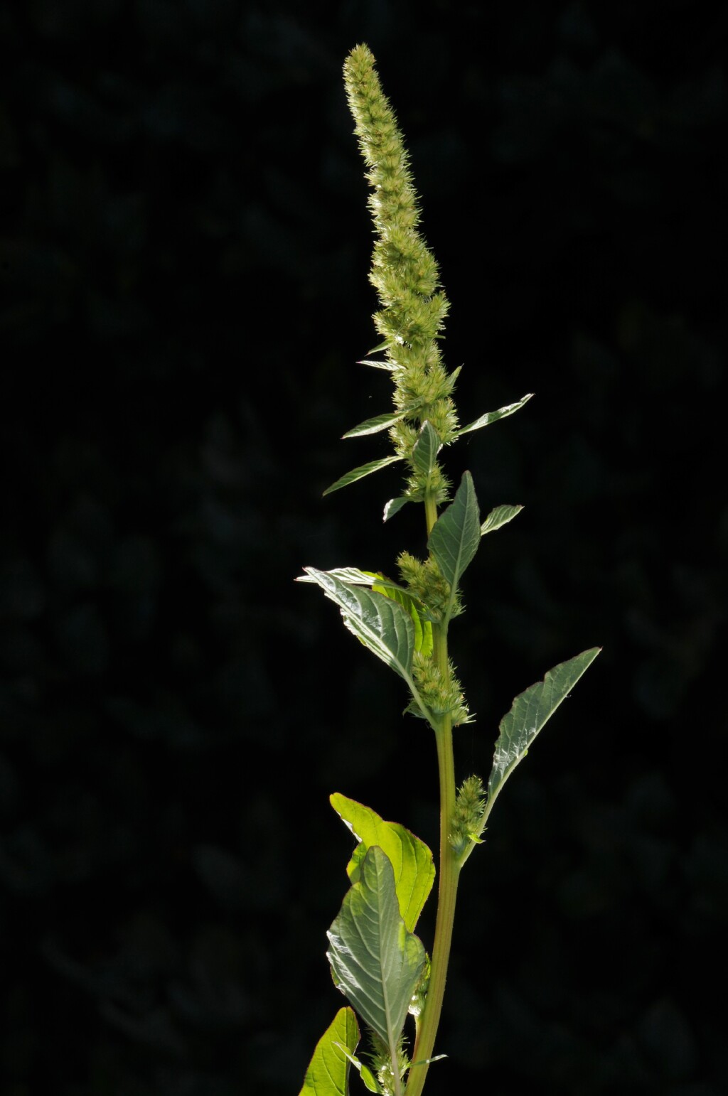 Amaranthus powellii (hero image)