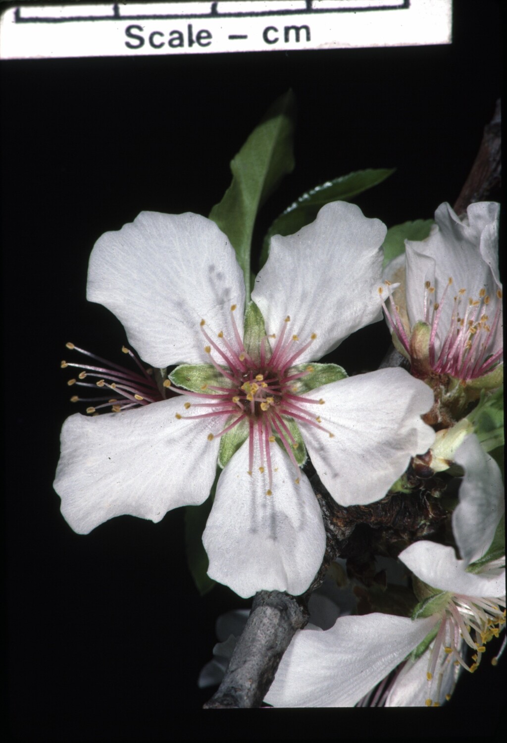 Prunus dulcis (hero image)