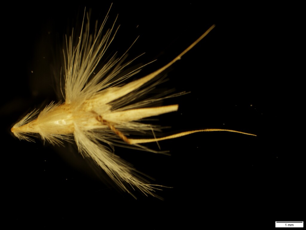 Rytidosperma oreophilum (hero image)