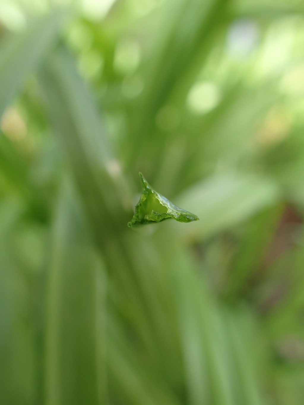 Allium triquetrum (hero image)