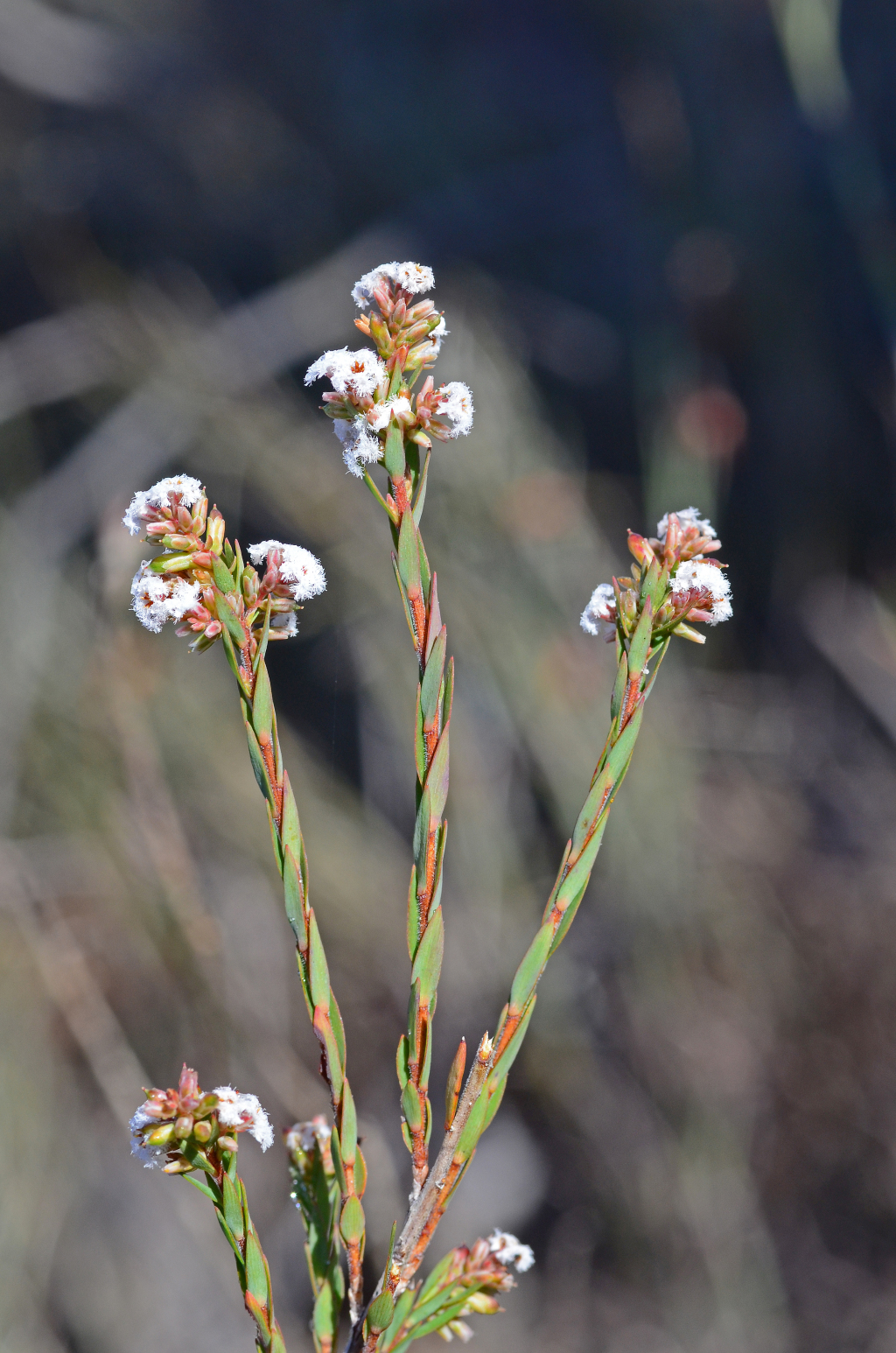 Leucopogon glacialis (hero image)