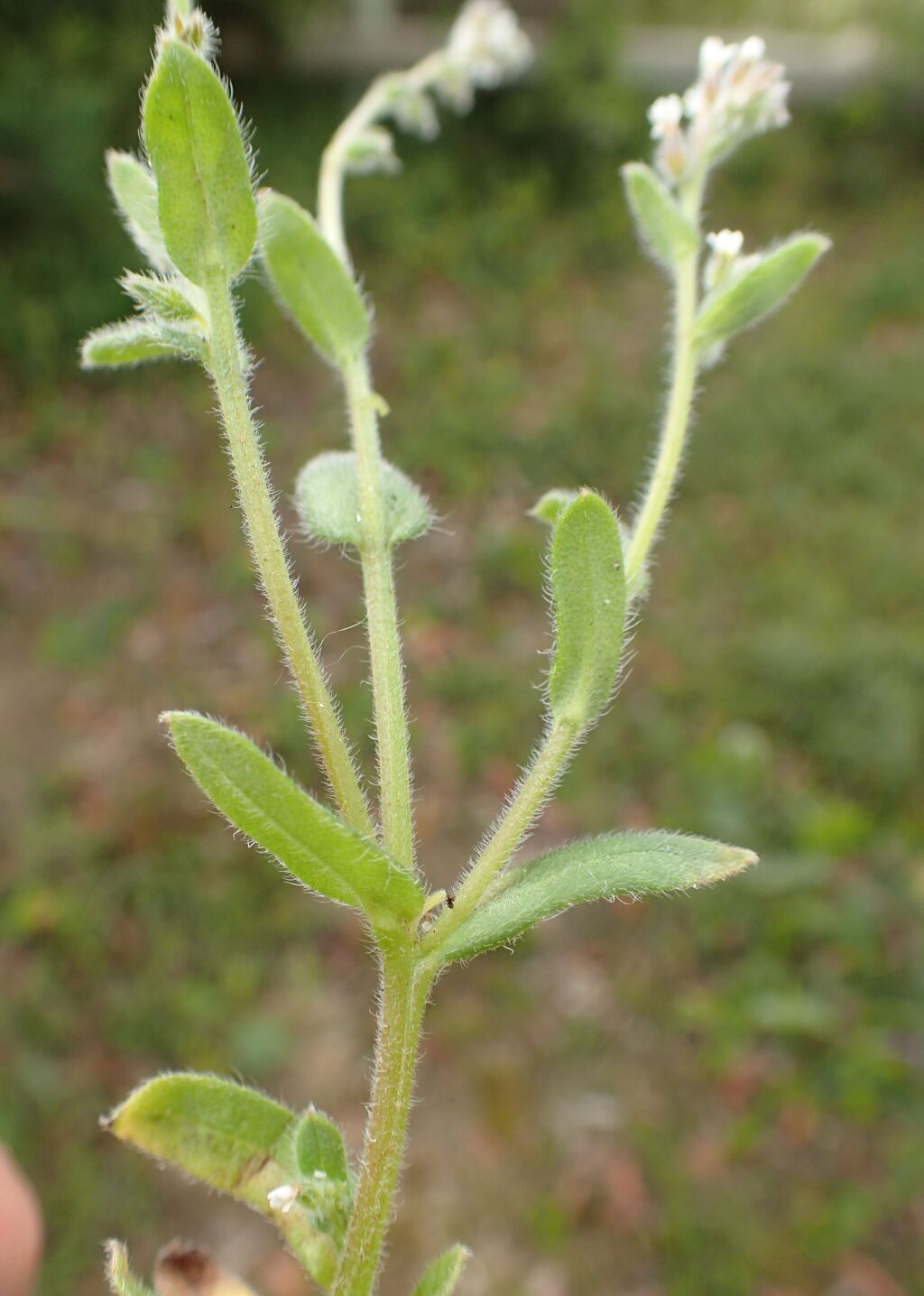 Myosotis australis (hero image)