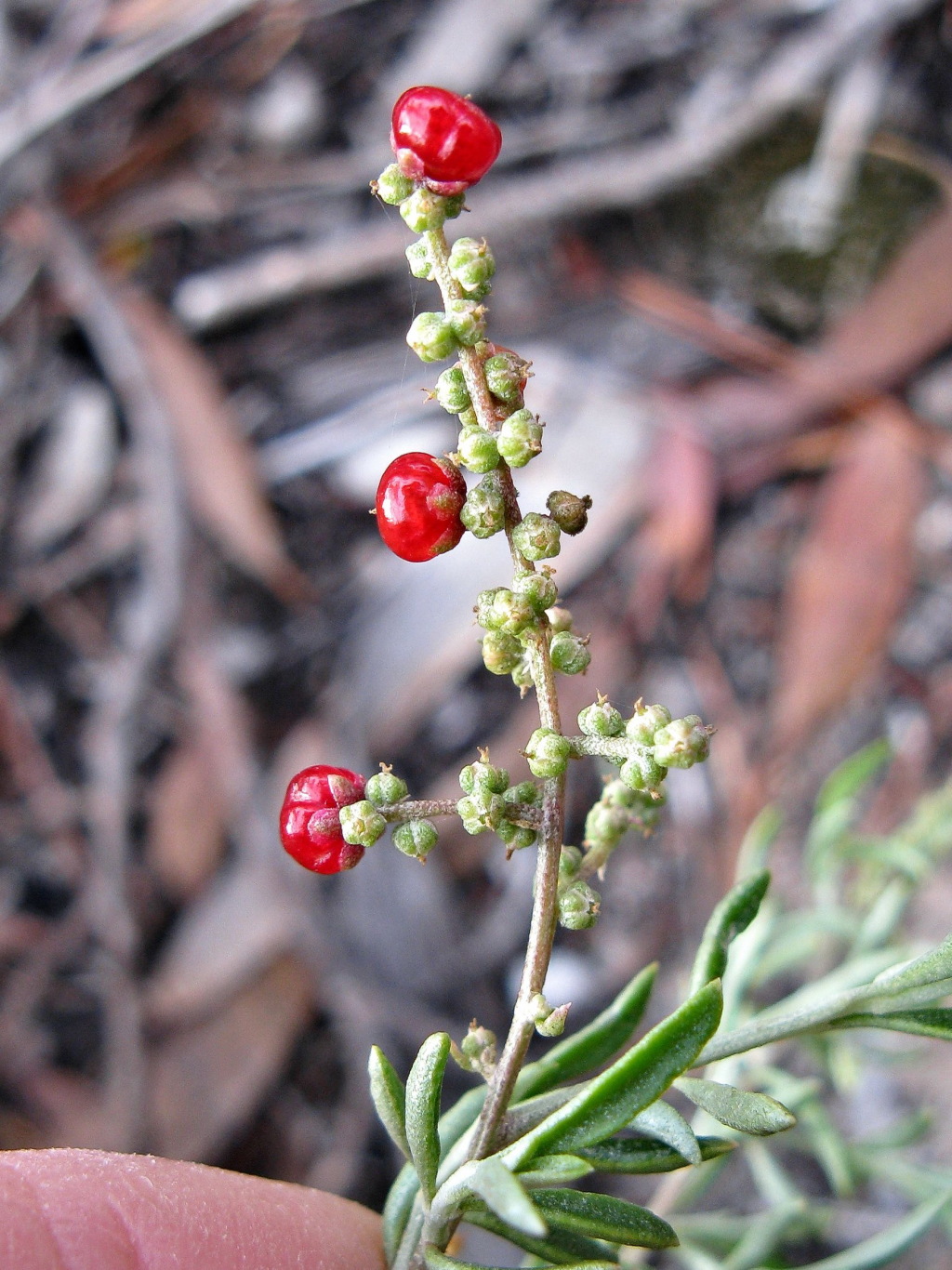 Rhagodia candolleana (hero image)