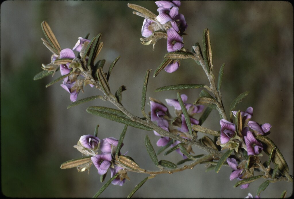 Hovea rosmarinifolia (hero image)