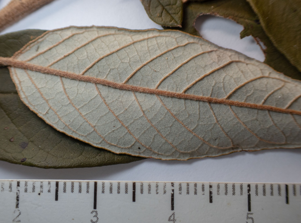 Pomaderris elliptica var. elliptica (hero image)