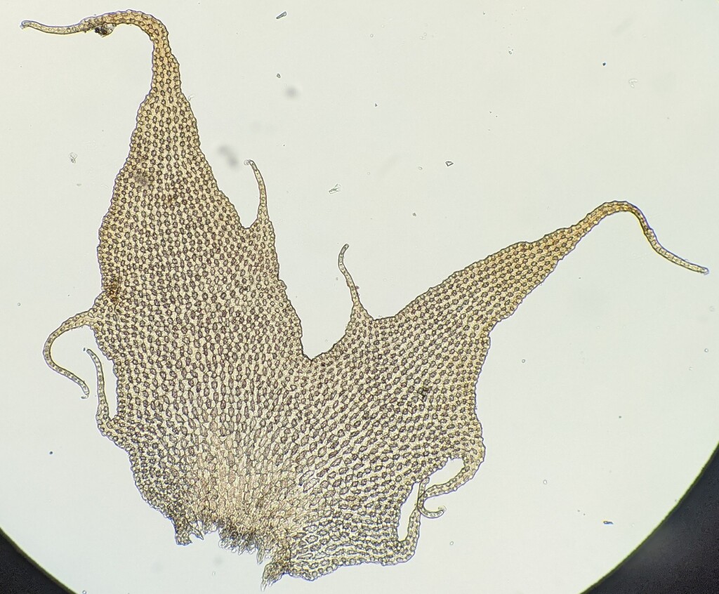 Chandonanthus squarrosus (hero image)