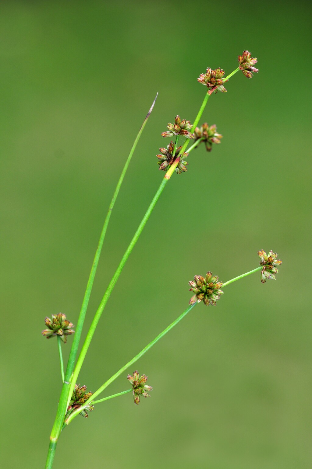 Juncus holoschoenus (hero image)