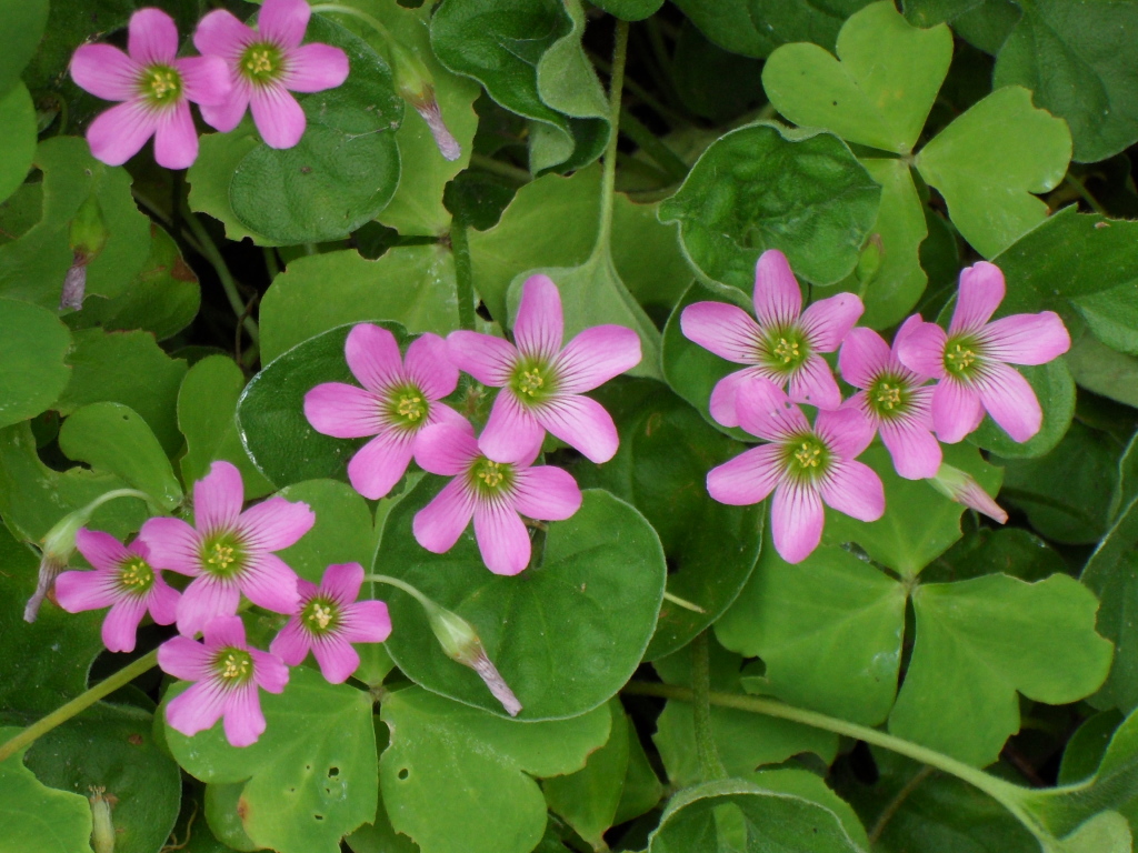 Oxalis debilis (hero image)