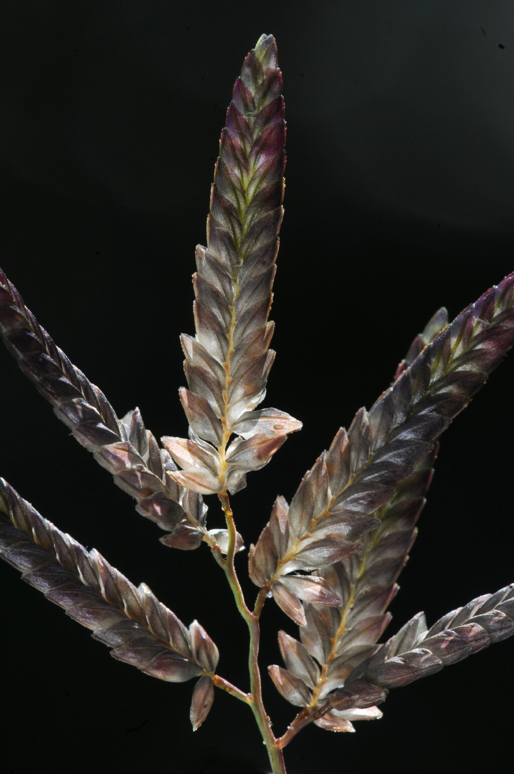 Eragrostis (hero image)