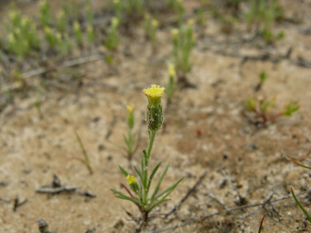 Millotia tenuifolia var. tenuifolia (hero image)