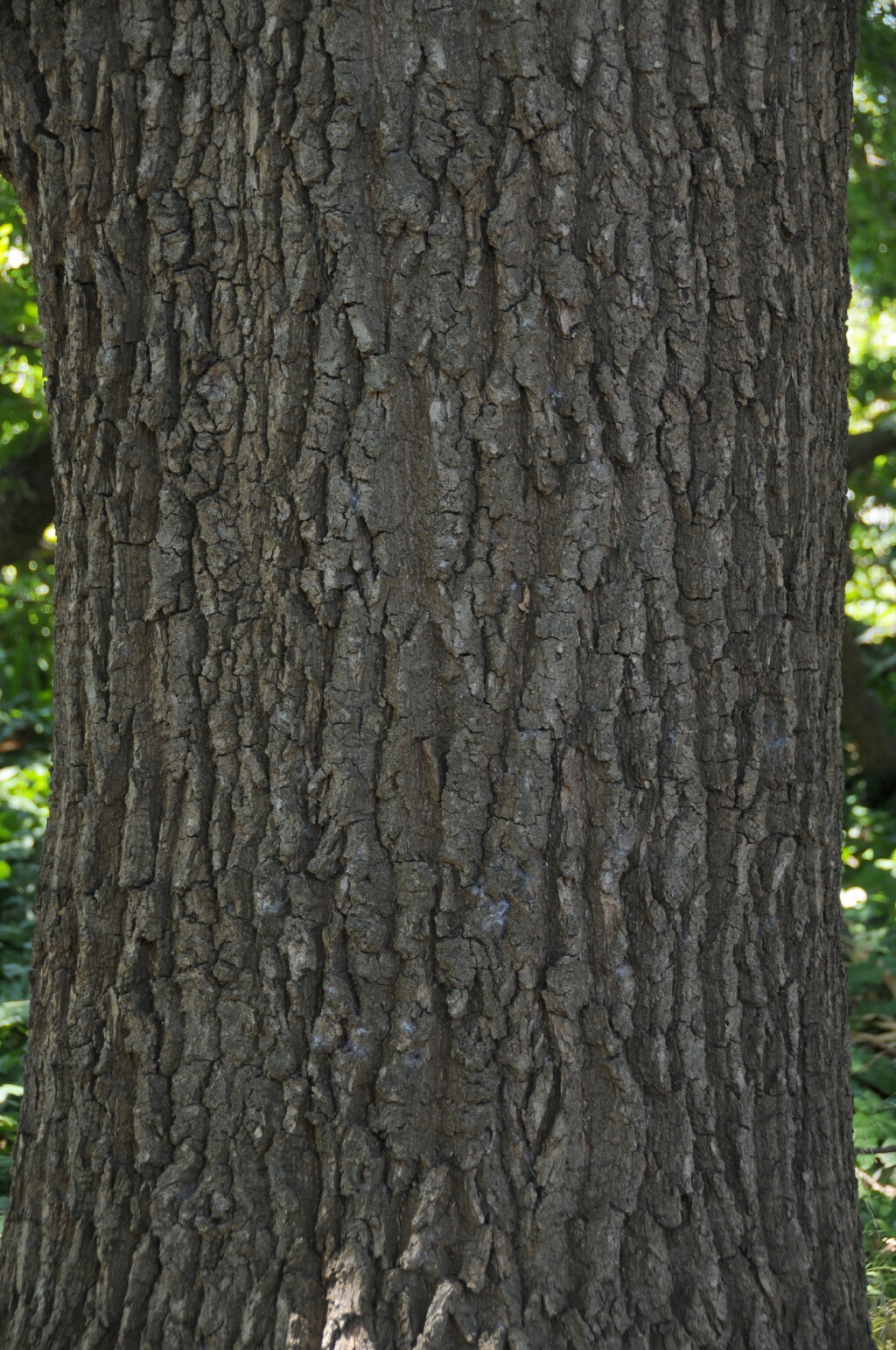 Fagaceae (hero image)