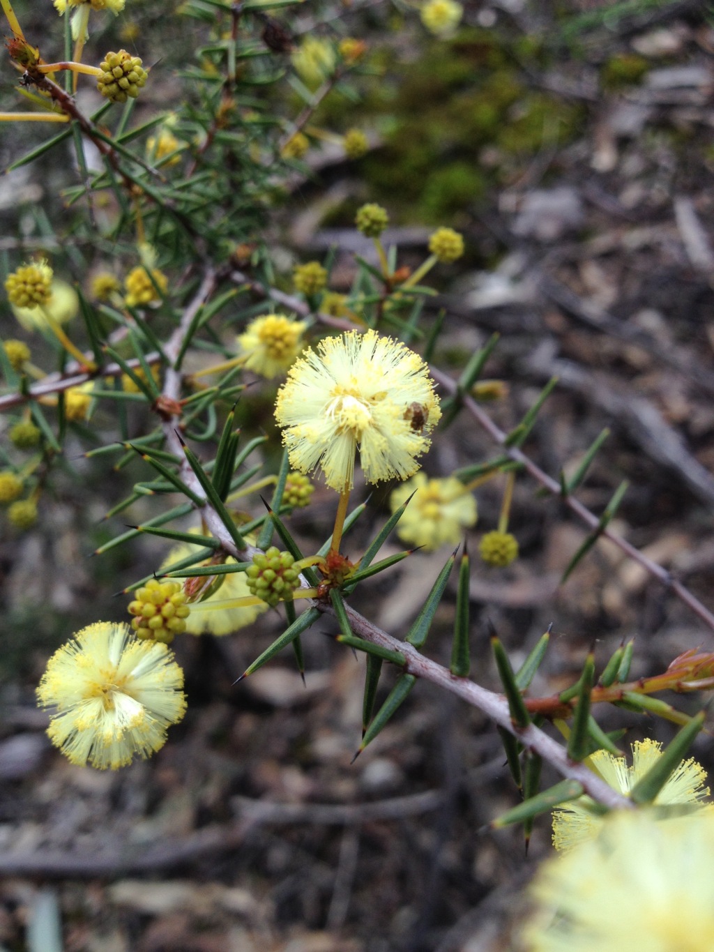 Acacia ulicifolia (hero image)