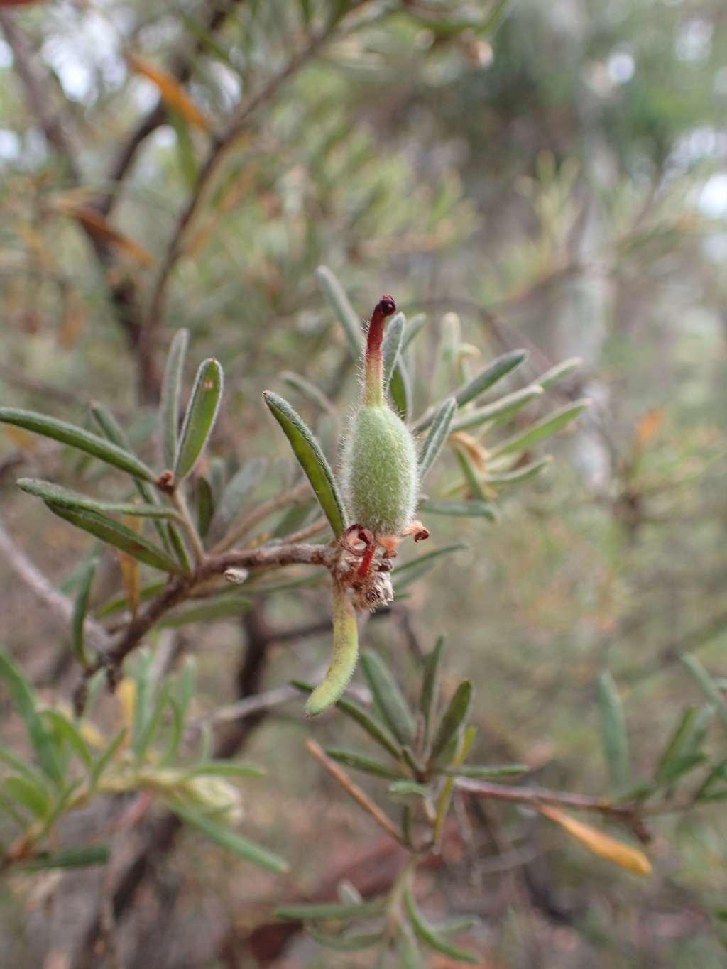 Grevillea polybractea (hero image)