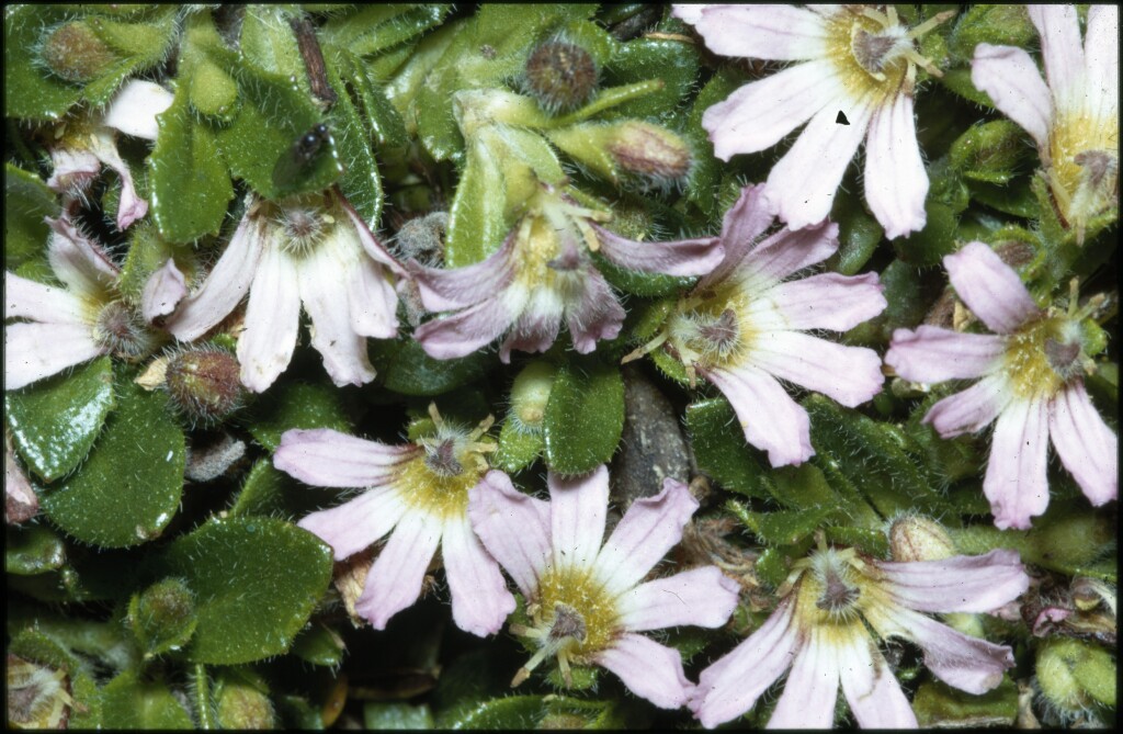 Scaevola hookeri (hero image)