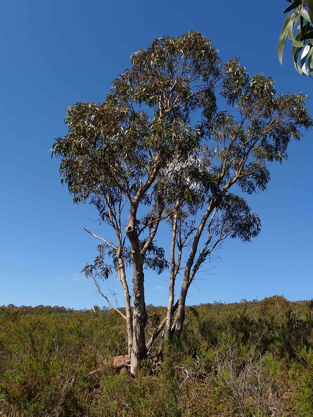 Myrtaceae (hero image)