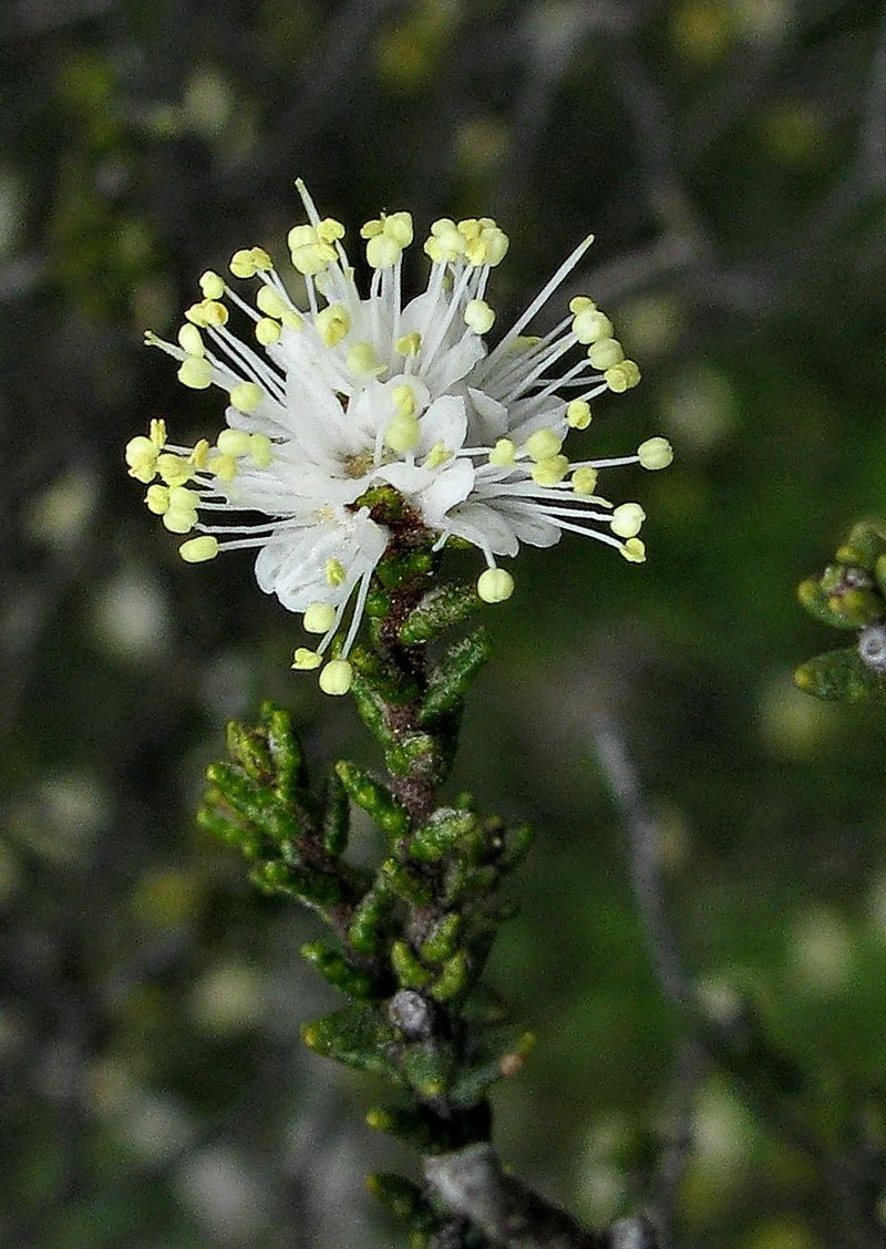 Microcybe multiflora (hero image)