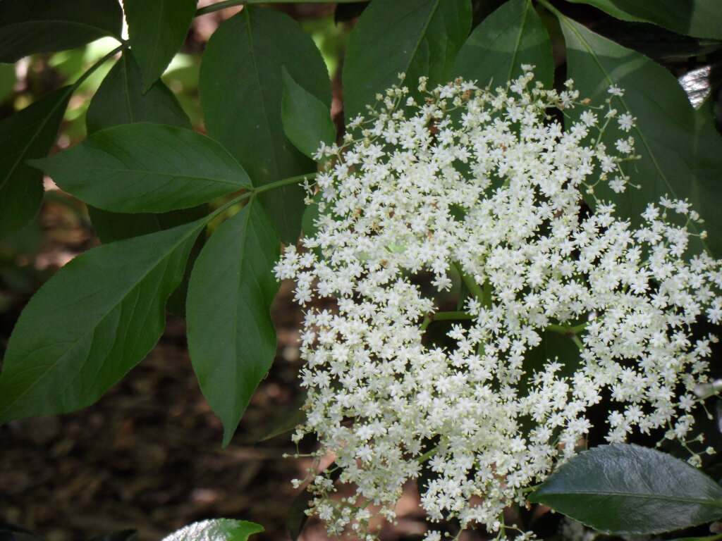 Sambucus nigra (hero image)