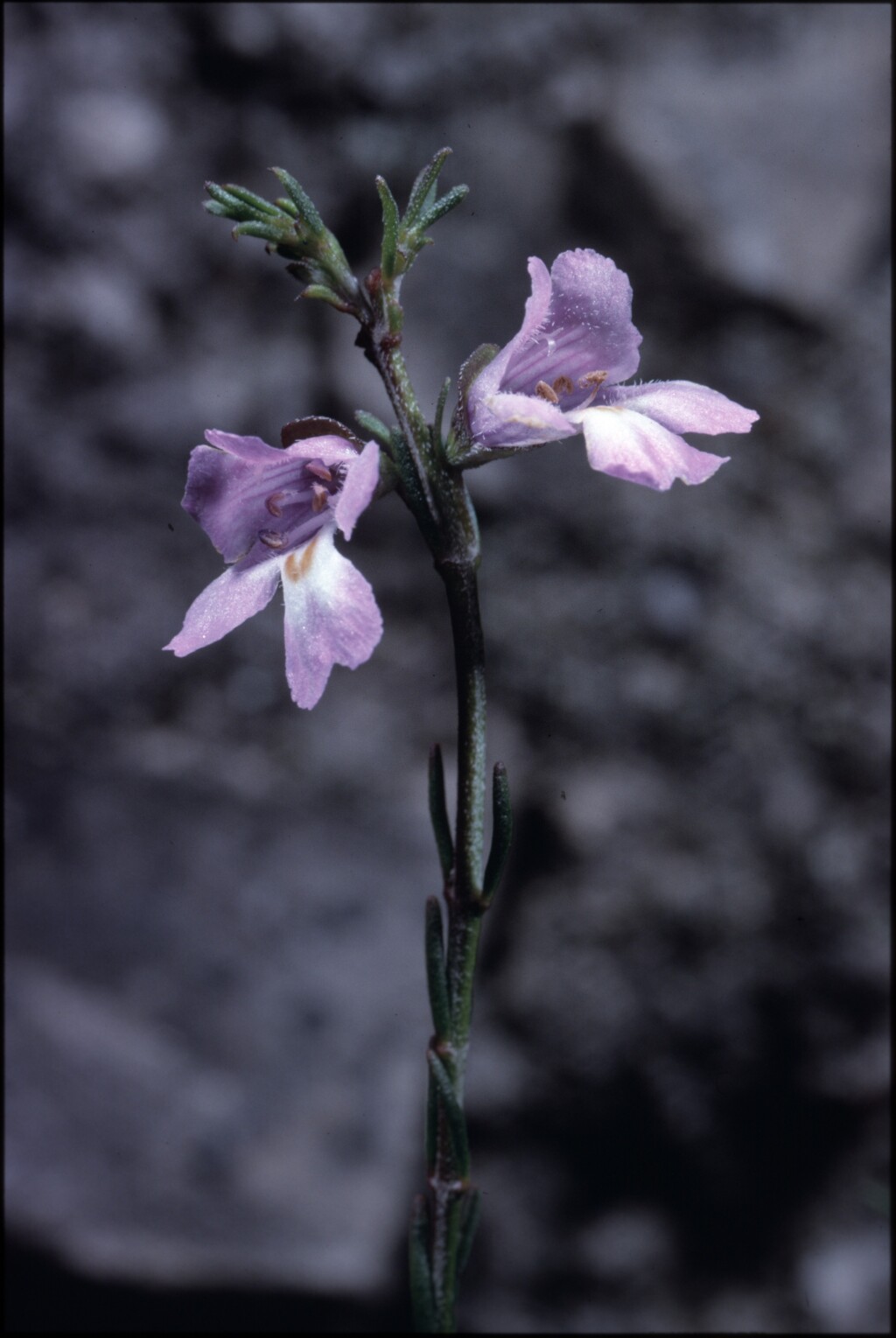 Prostanthera saxicola (hero image)