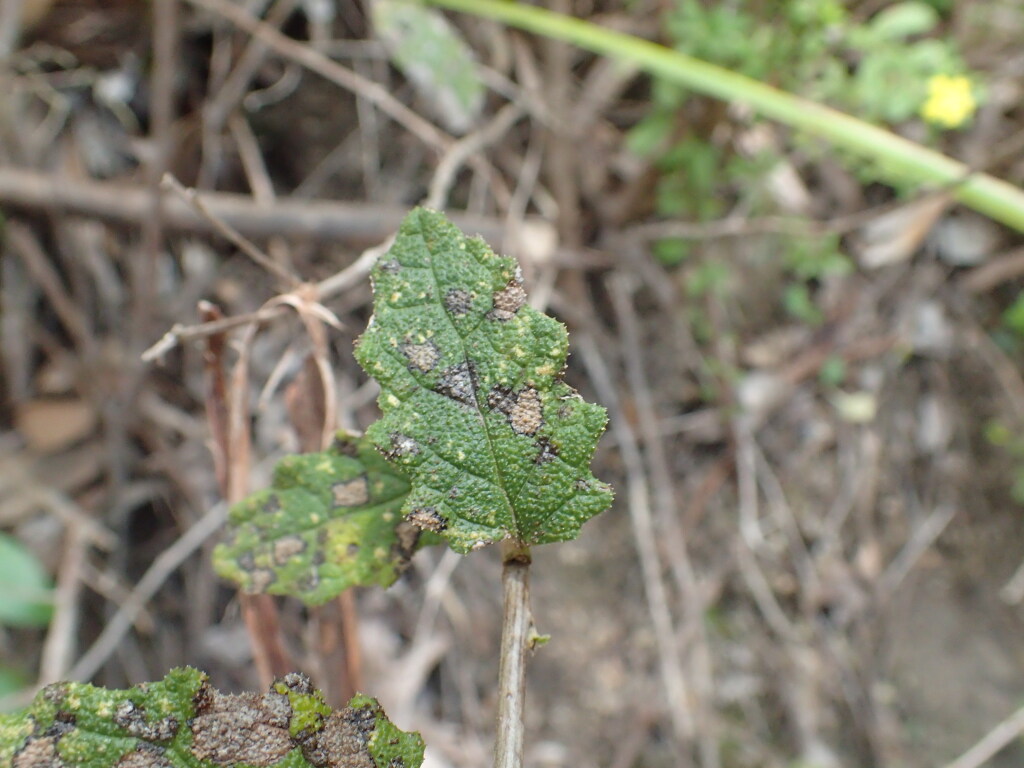 Olearia rugosa (hero image)