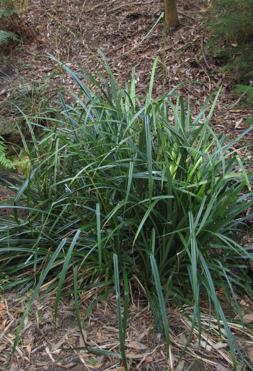 Carex (hero image)