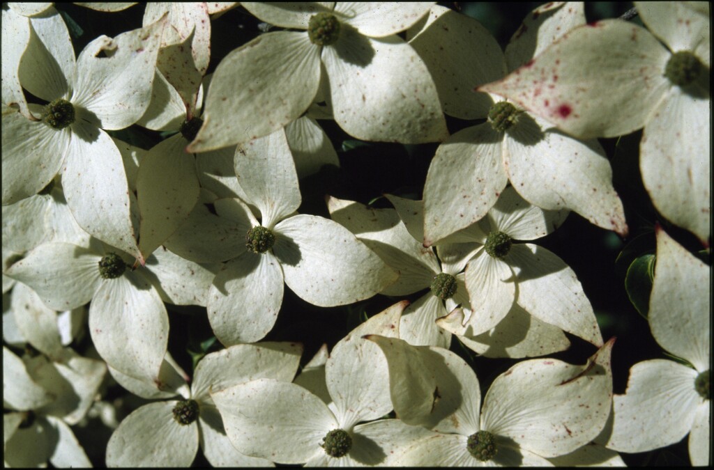 Cornus capitata (hero image)