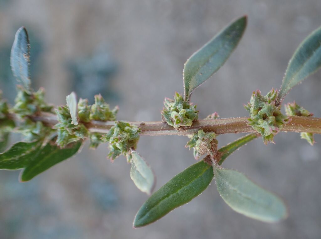 Scleroblitum atriplicinum (hero image)