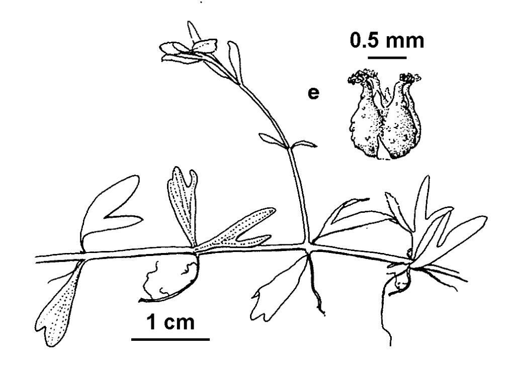 Myriophyllum amphibium (hero image)