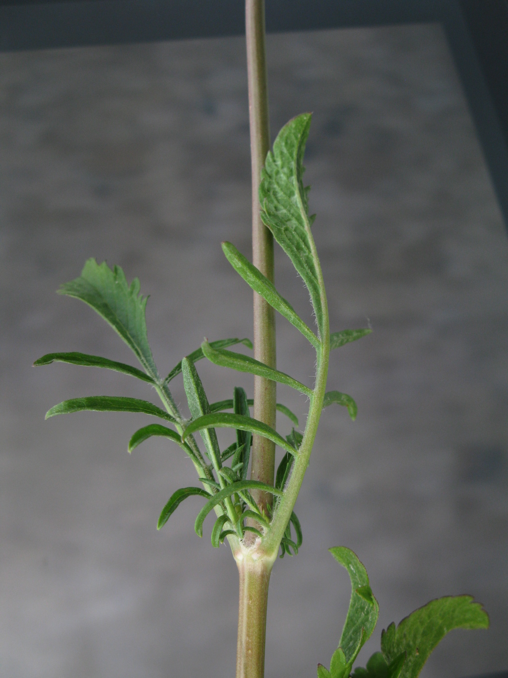 Scabiosa (hero image)