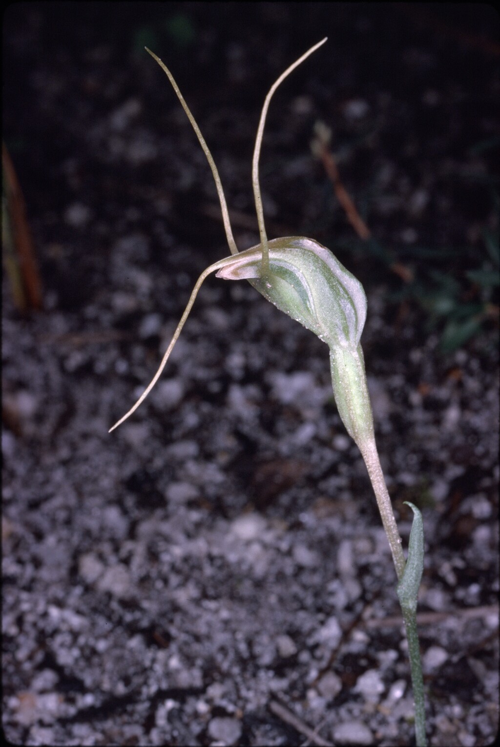 Pterostylis pedoglossa (hero image)