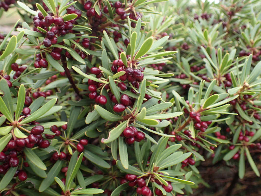 Tasmannia xerophila subsp. xerophila (hero image)