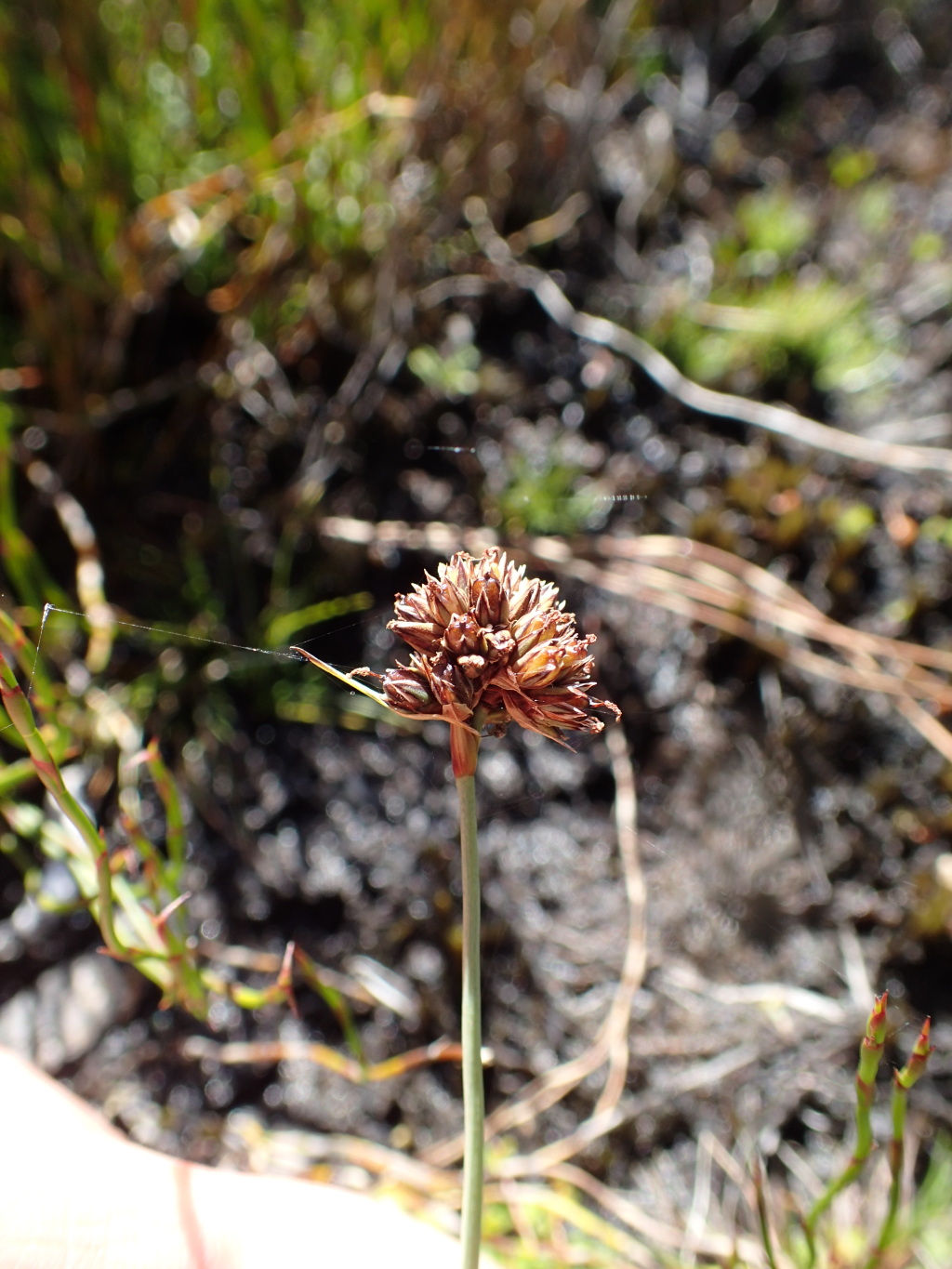 Juncus falcatus (hero image)
