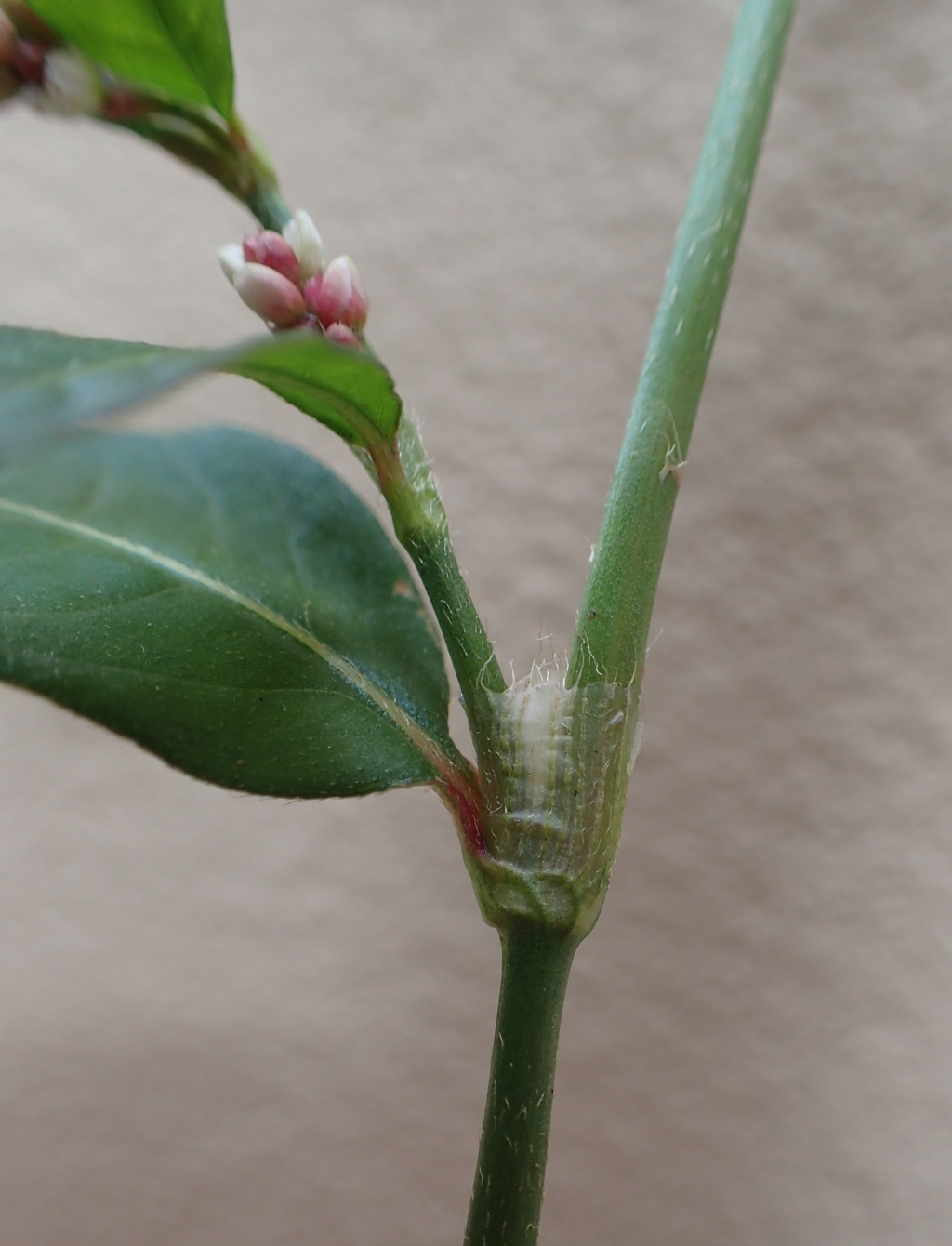 Persicaria maculosa (hero image)