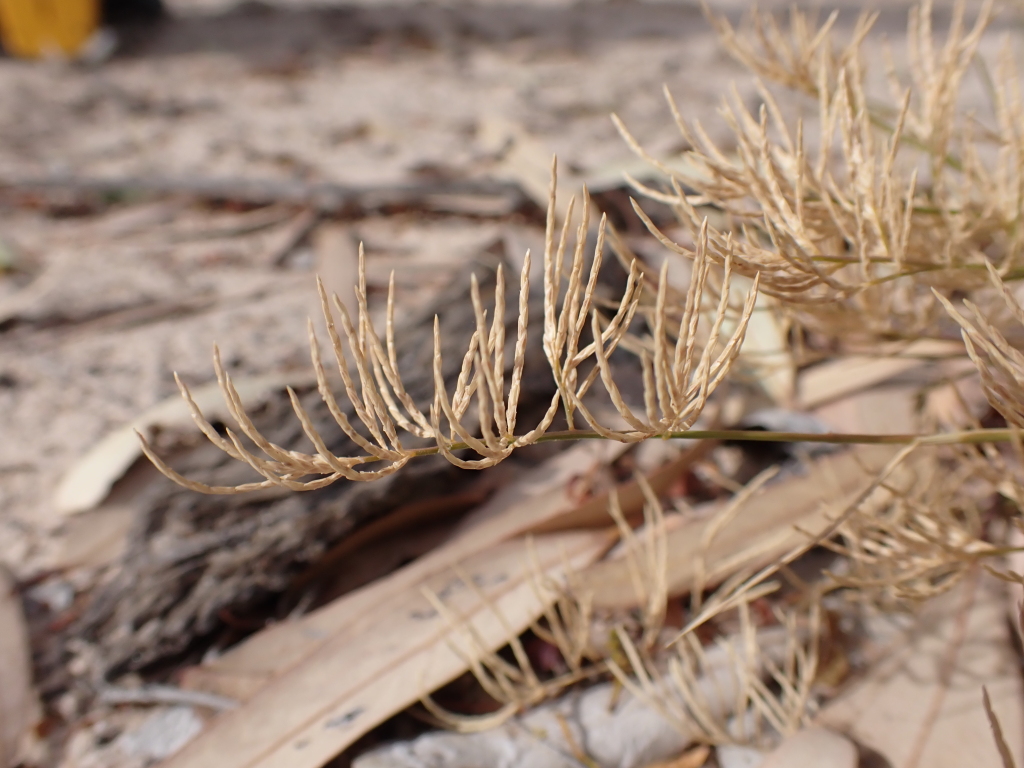 Eragrostis dielsii (hero image)