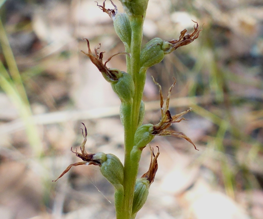 Prasophyllum sp. aff. validum (hero image)