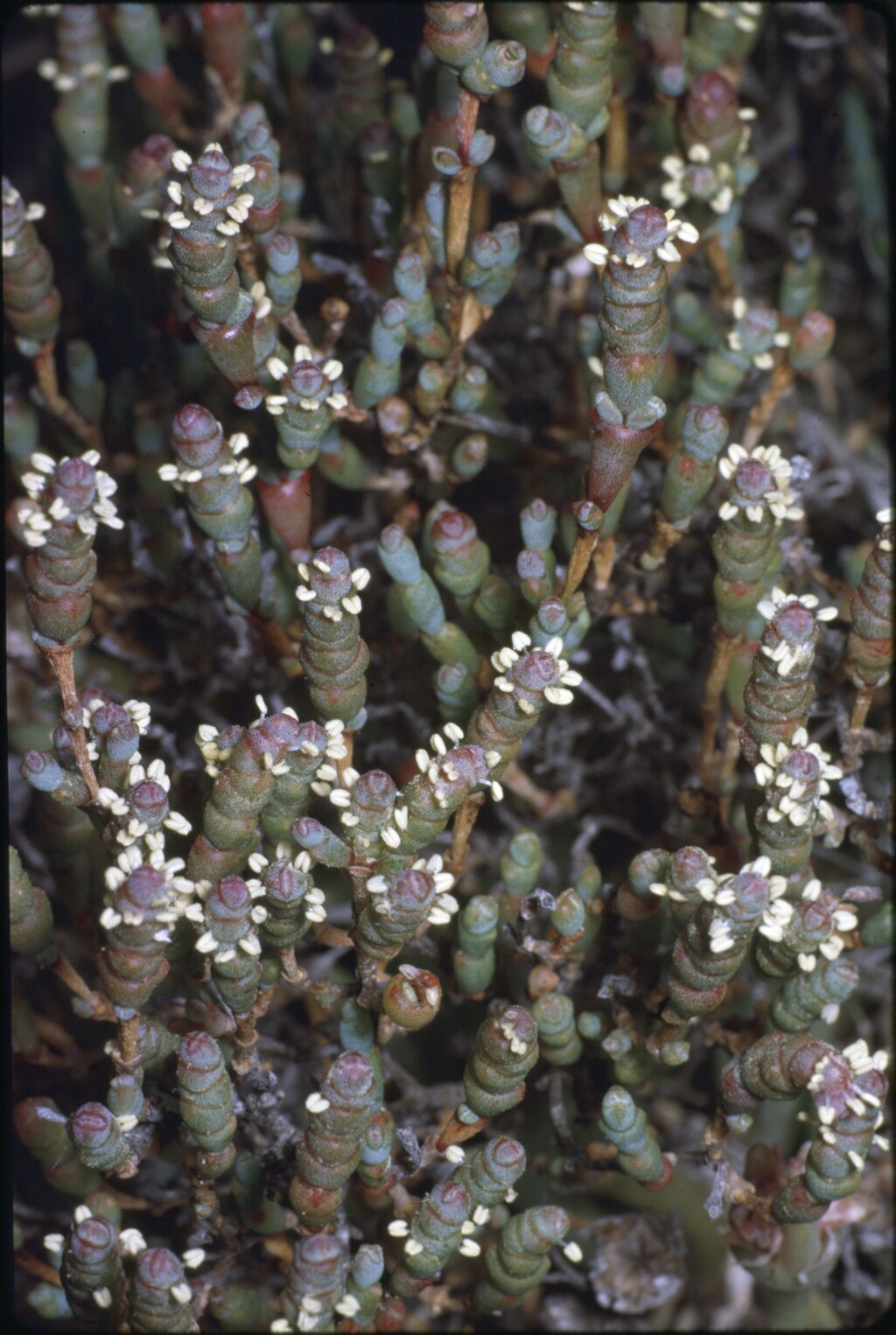 Tecticornia halocnemoides (hero image)