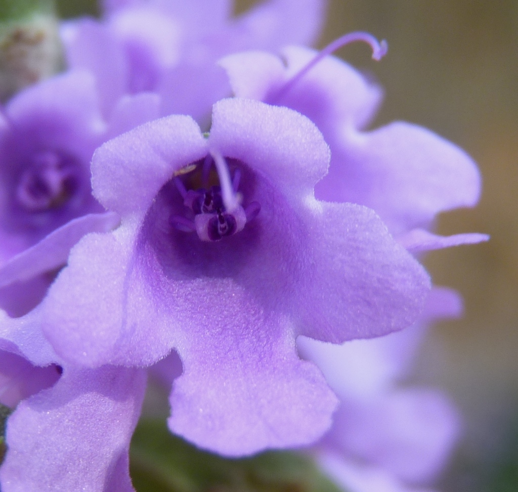 Prostanthera rotundifolia (hero image)