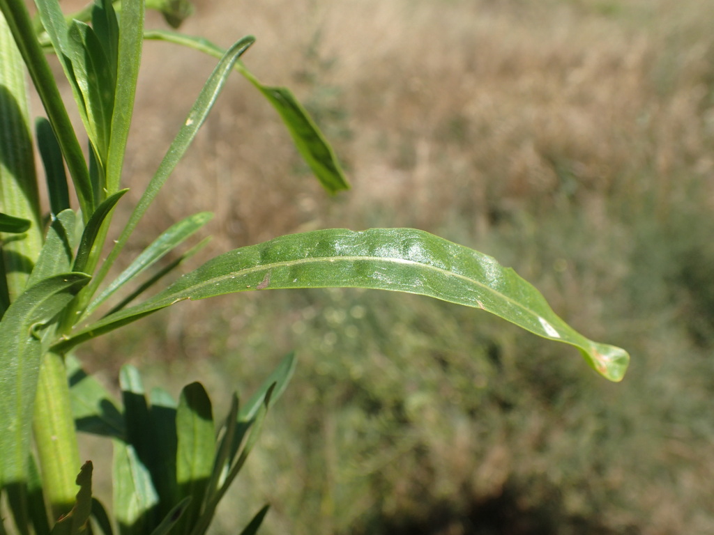 Reseda luteola (hero image)