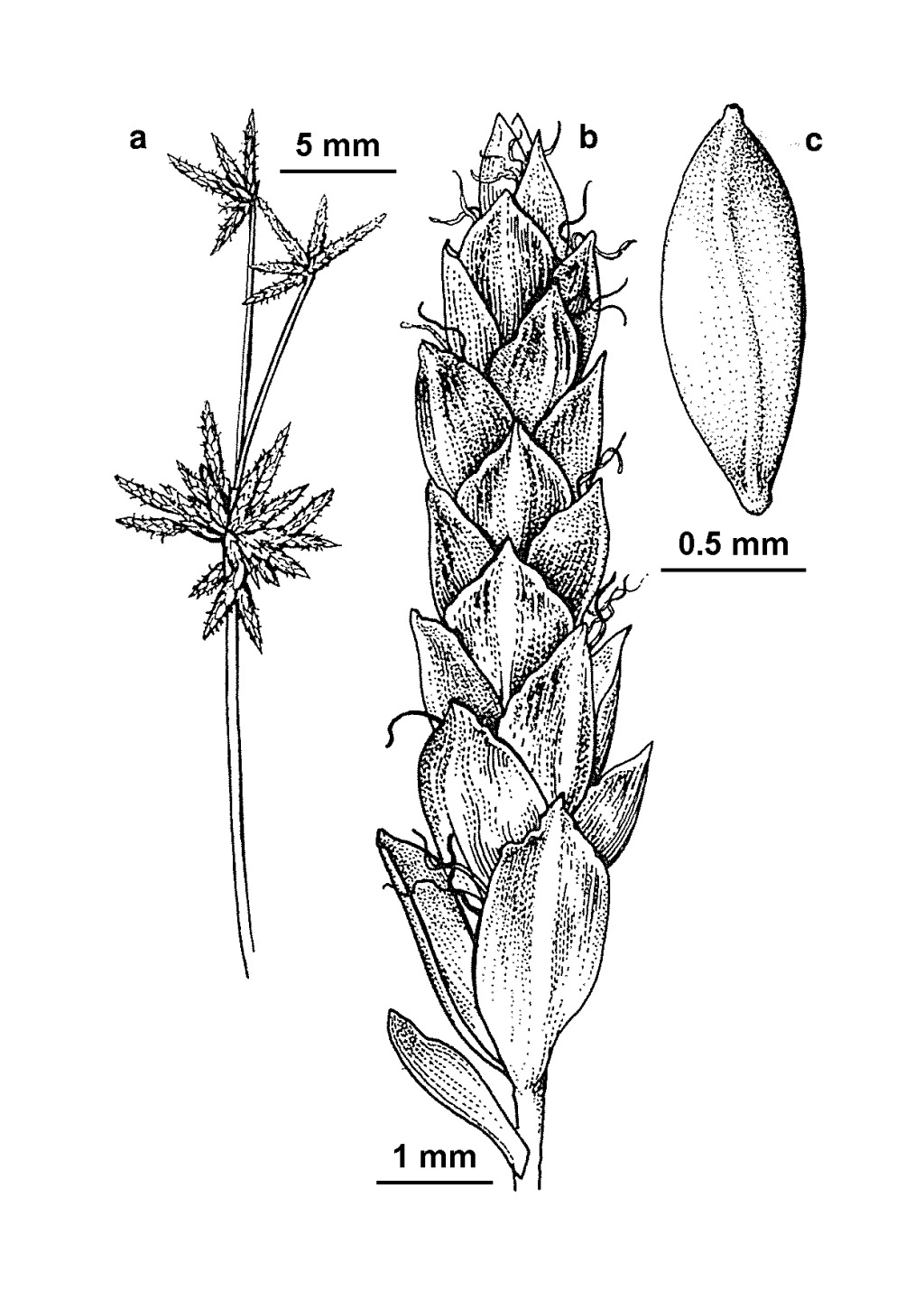 Isolepis prolifera (hero image)