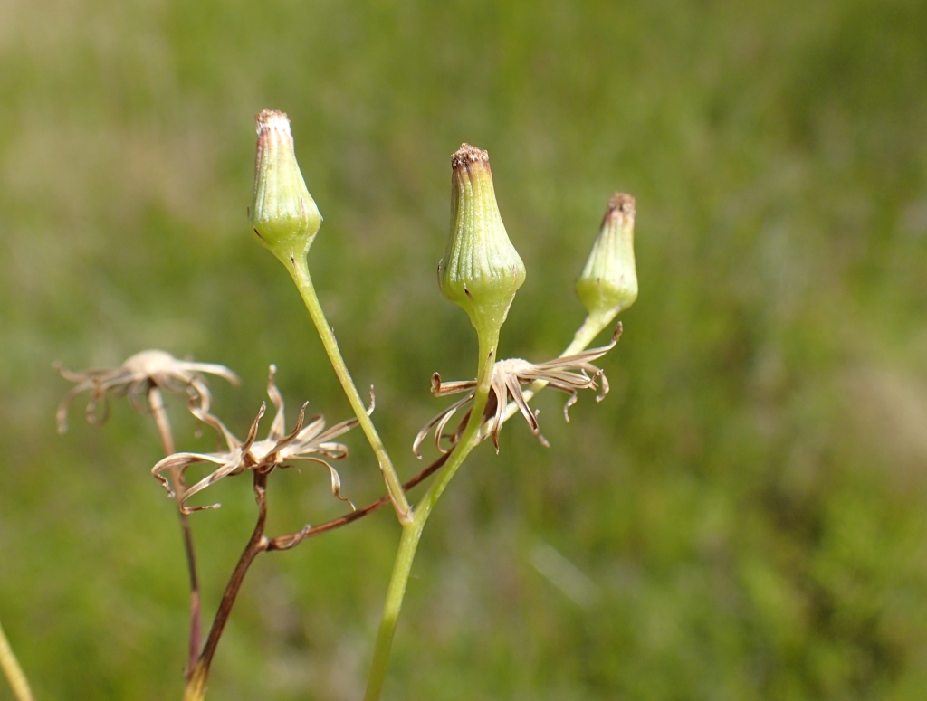 Senecio psilocarpus (hero image)