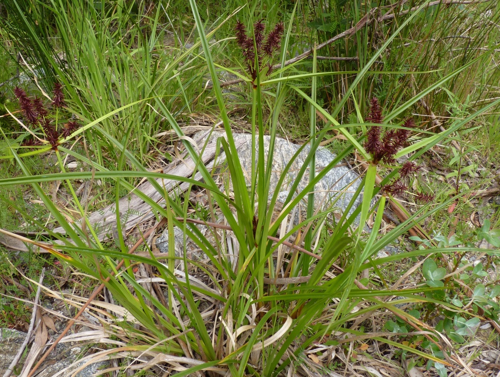 Cyperus lucidus (hero image)