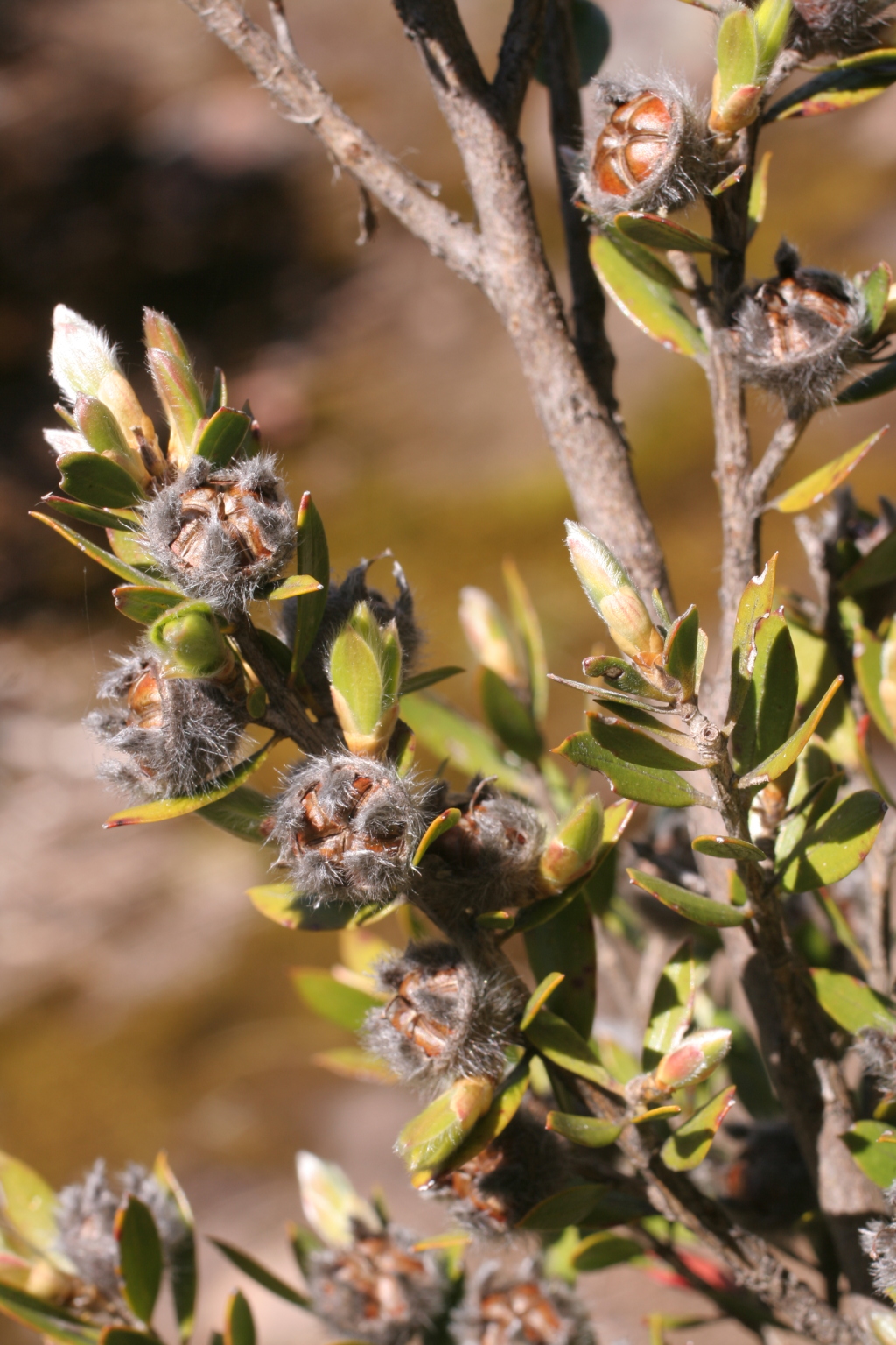 Leptospermum (hero image)