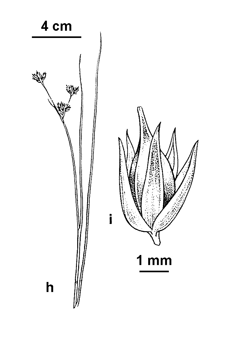 Juncus fontanesii (hero image)